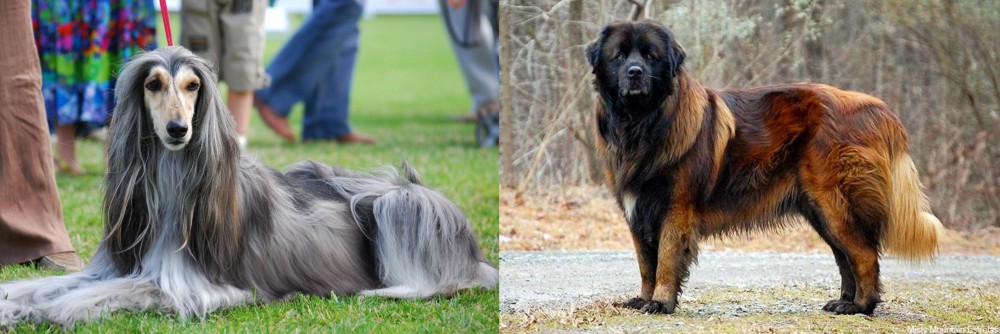 Estrela Mountain Dog vs Afghan Hound - Breed Comparison