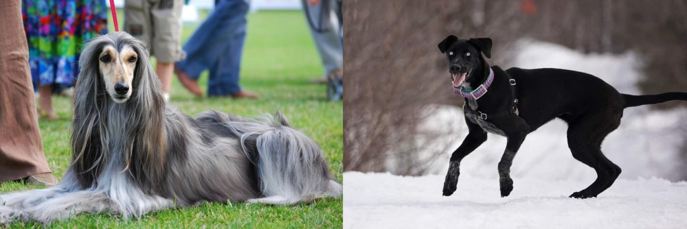 Eurohound vs Afghan Hound - Breed Comparison