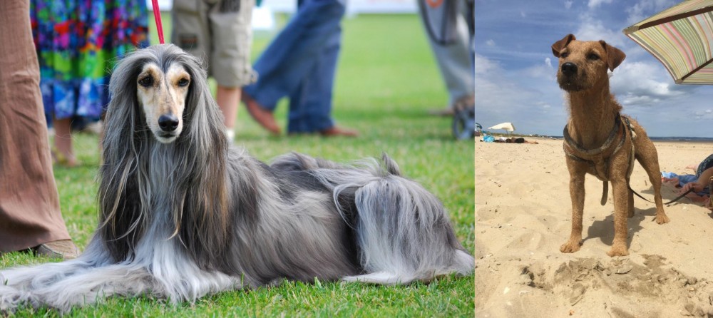 Fell Terrier vs Afghan Hound - Breed Comparison