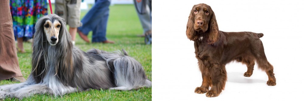 Field Spaniel vs Afghan Hound - Breed Comparison