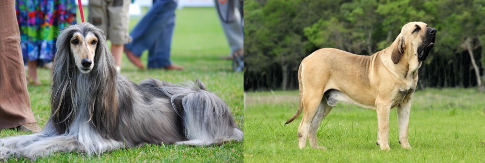 Fila Brasileiro vs Afghan Hound - Breed Comparison