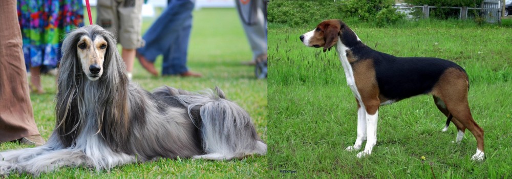 Finnish Hound vs Afghan Hound - Breed Comparison