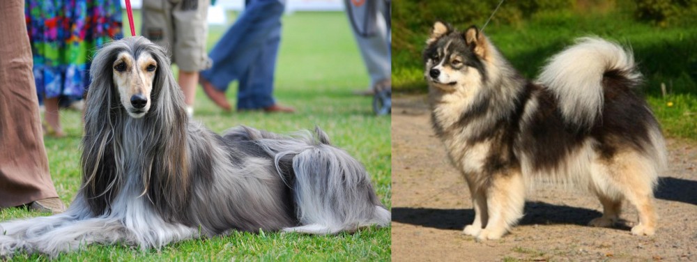 Finnish Lapphund vs Afghan Hound - Breed Comparison