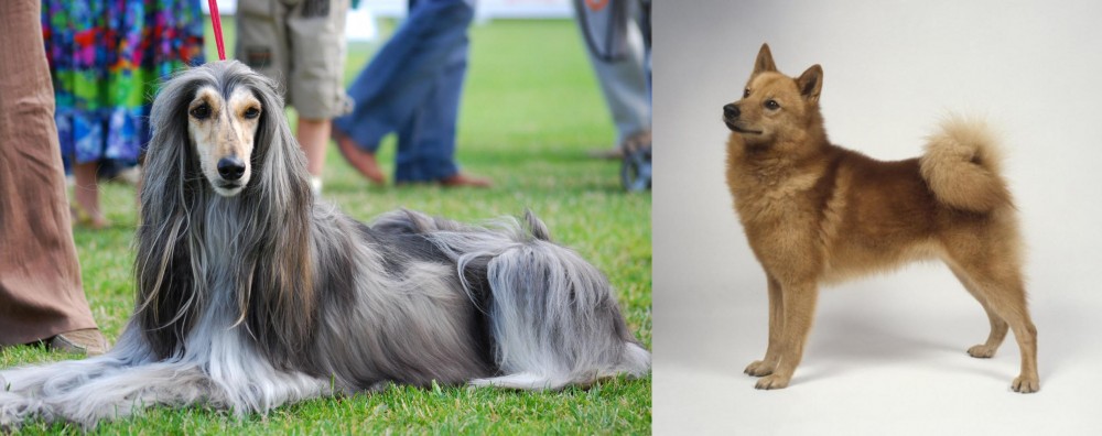 Finnish Spitz vs Afghan Hound - Breed Comparison