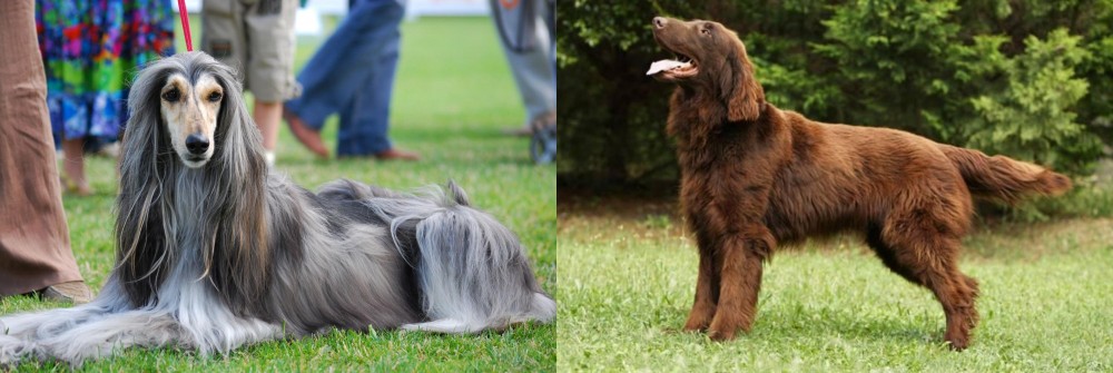 Flat-Coated Retriever vs Afghan Hound - Breed Comparison