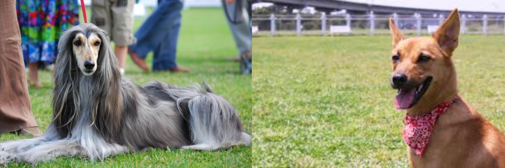 Formosan Mountain Dog vs Afghan Hound - Breed Comparison