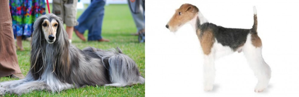 Fox Terrier vs Afghan Hound - Breed Comparison