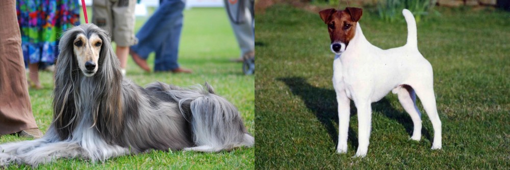 Fox Terrier (Smooth) vs Afghan Hound - Breed Comparison