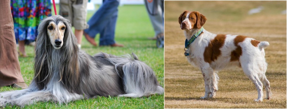 French Brittany vs Afghan Hound - Breed Comparison
