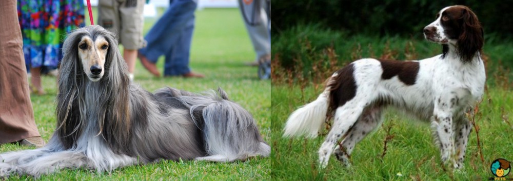 French Spaniel vs Afghan Hound - Breed Comparison