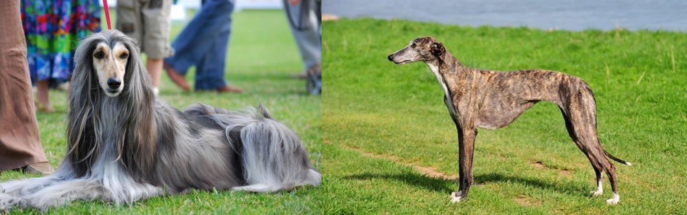 Galgo Espanol vs Afghan Hound - Breed Comparison