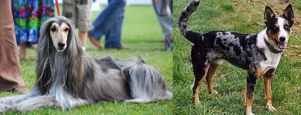 German Coolie vs Afghan Hound - Breed Comparison