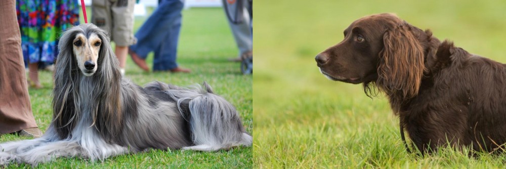 German Longhaired Pointer vs Afghan Hound - Breed Comparison