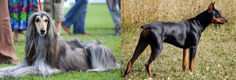 German Pinscher vs Afghan Hound - Breed Comparison