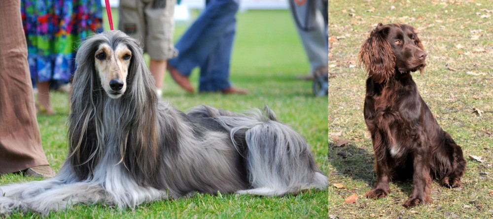 German Spaniel vs Afghan Hound - Breed Comparison