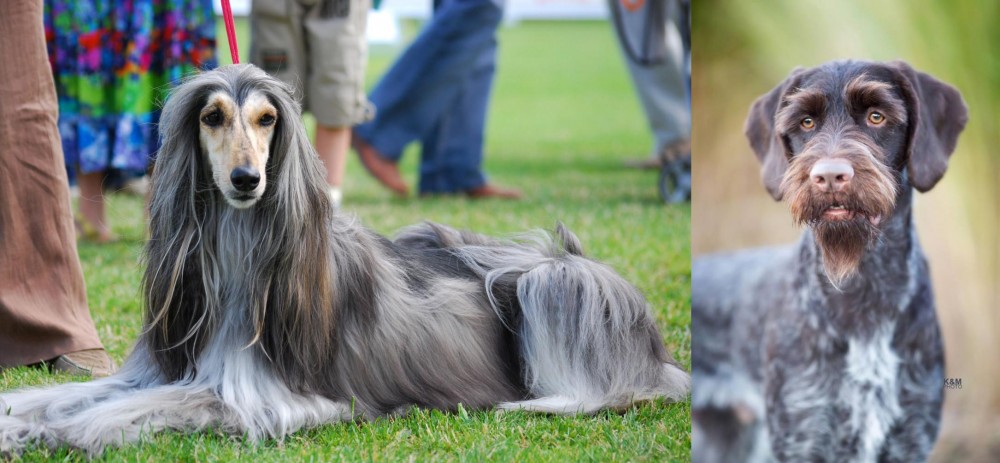 German Wirehaired Pointer vs Afghan Hound - Breed Comparison