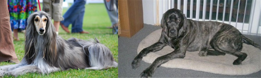 Giant Maso Mastiff vs Afghan Hound - Breed Comparison