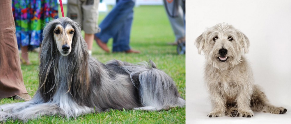 Glen of Imaal Terrier vs Afghan Hound - Breed Comparison