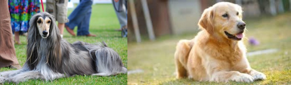 Goldador vs Afghan Hound - Breed Comparison
