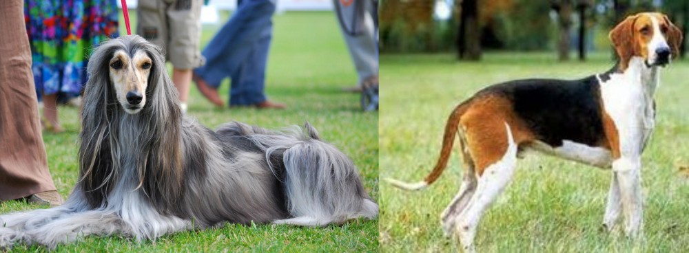 Grand Anglo-Francais Tricolore vs Afghan Hound - Breed Comparison