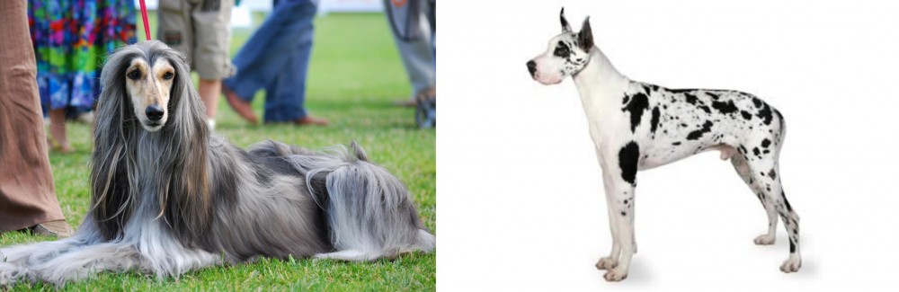 Great Dane vs Afghan Hound - Breed Comparison