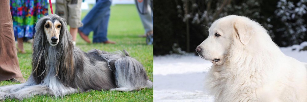 Great Pyrenees vs Afghan Hound - Breed Comparison