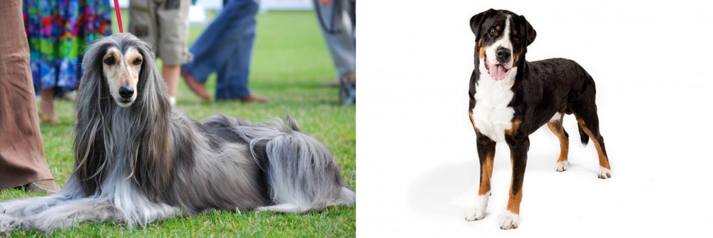 Greater Swiss Mountain Dog vs Afghan Hound - Breed Comparison