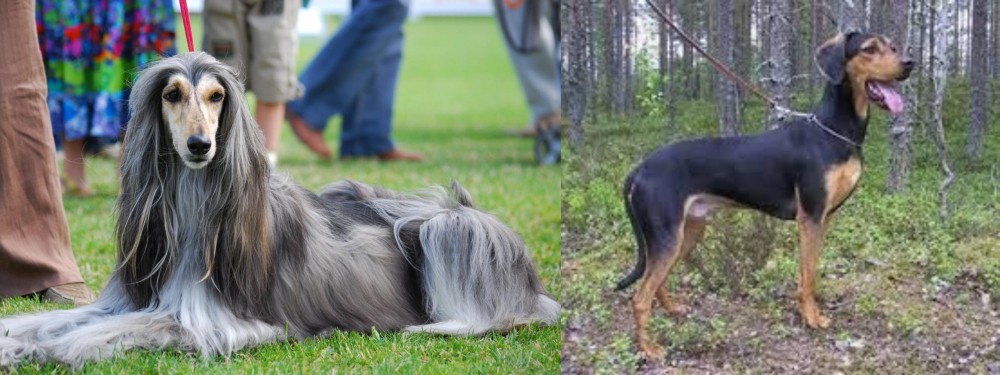 Greek Harehound vs Afghan Hound - Breed Comparison