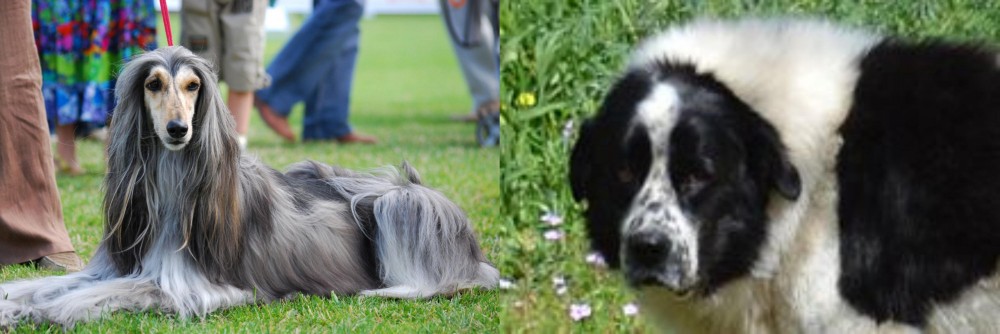 Greek Sheepdog vs Afghan Hound - Breed Comparison