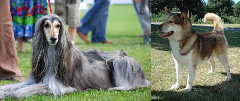 Greenland Dog vs Afghan Hound - Breed Comparison
