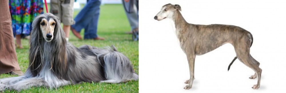 Greyhound vs Afghan Hound - Breed Comparison