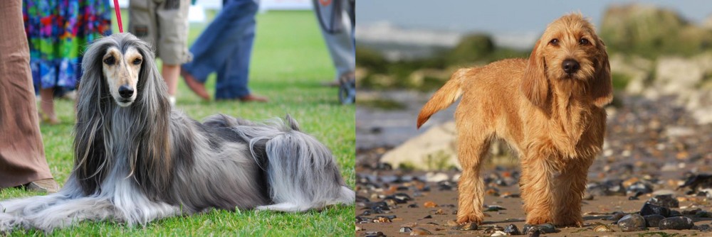 Griffon Fauve de Bretagne vs Afghan Hound - Breed Comparison