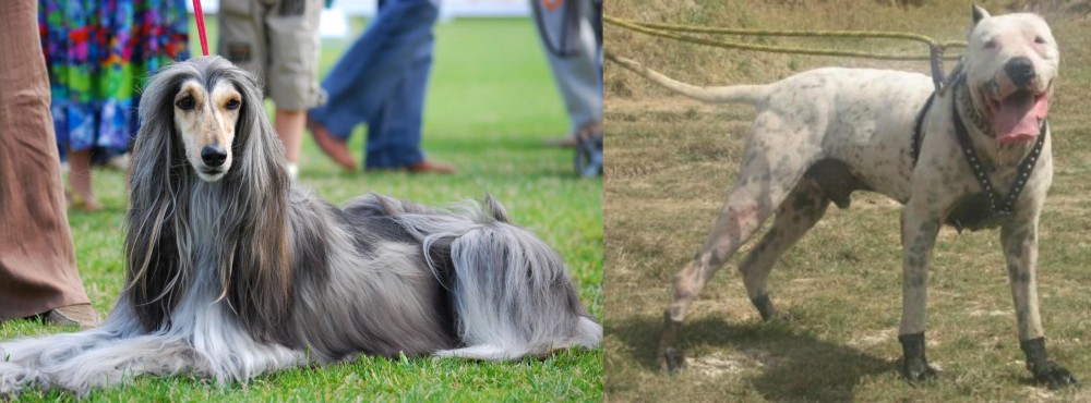 Gull Dong vs Afghan Hound - Breed Comparison