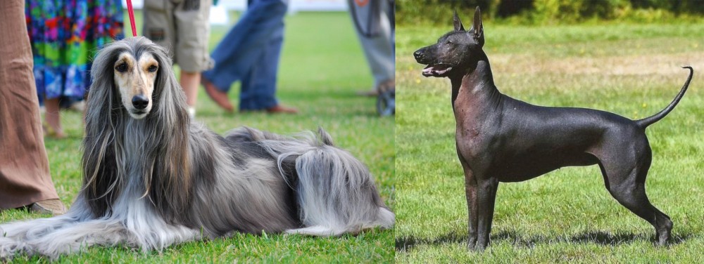 Hairless Khala vs Afghan Hound - Breed Comparison