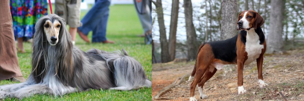 Hamiltonstovare vs Afghan Hound - Breed Comparison