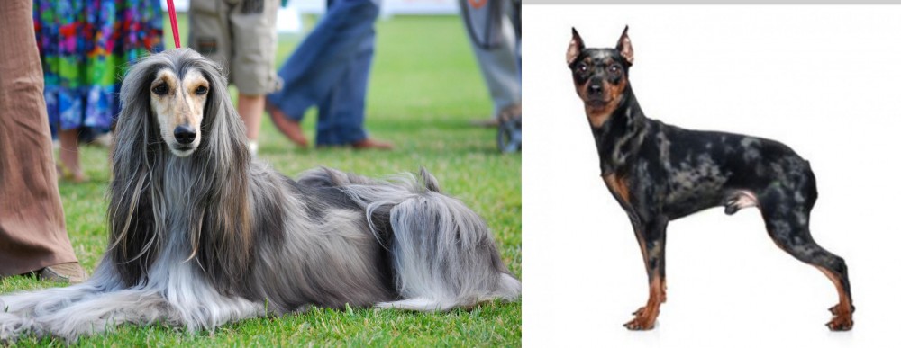 Harlequin Pinscher vs Afghan Hound - Breed Comparison
