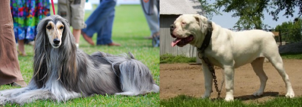 Hermes Bulldogge vs Afghan Hound - Breed Comparison