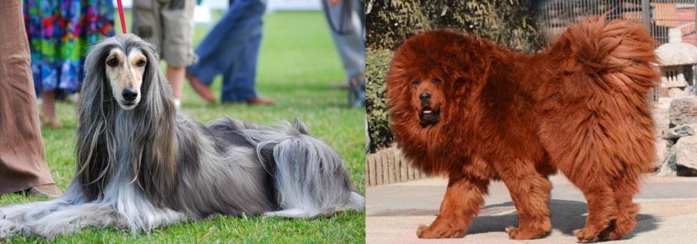 Himalayan Mastiff vs Afghan Hound - Breed Comparison