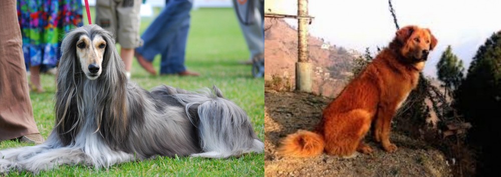 Himalayan Sheepdog vs Afghan Hound - Breed Comparison