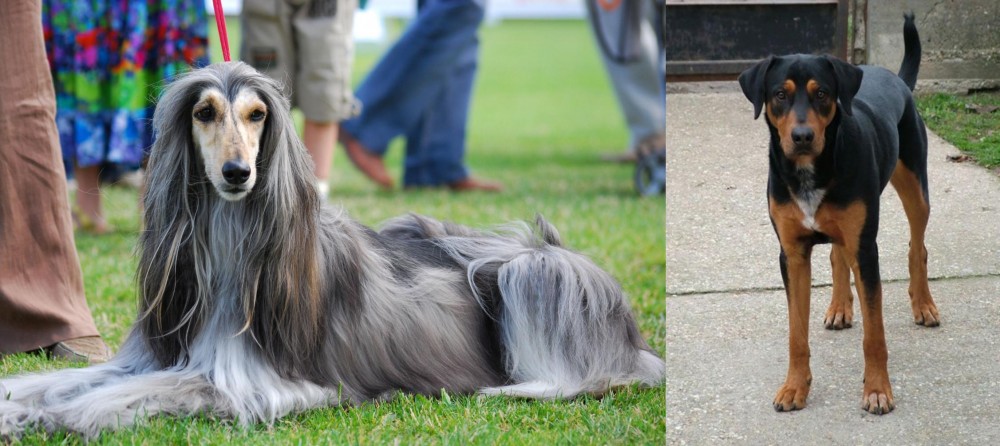 Hungarian Hound vs Afghan Hound - Breed Comparison