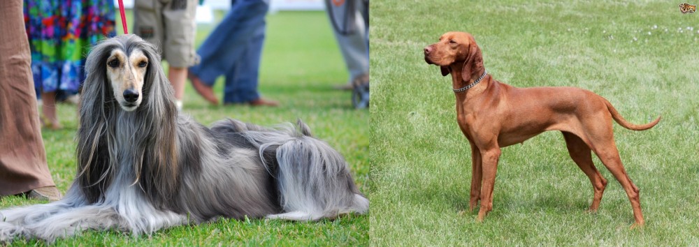 Hungarian Vizsla vs Afghan Hound - Breed Comparison