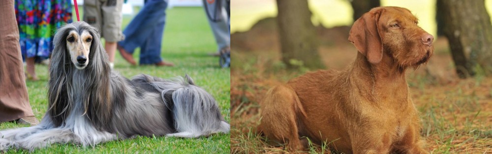 Hungarian Wirehaired Vizsla vs Afghan Hound - Breed Comparison