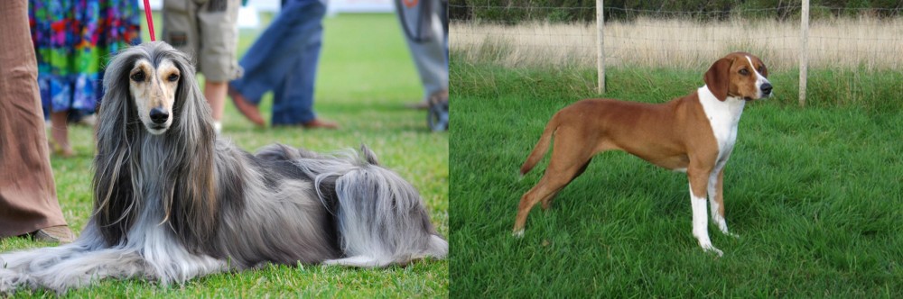 Hygenhund vs Afghan Hound - Breed Comparison