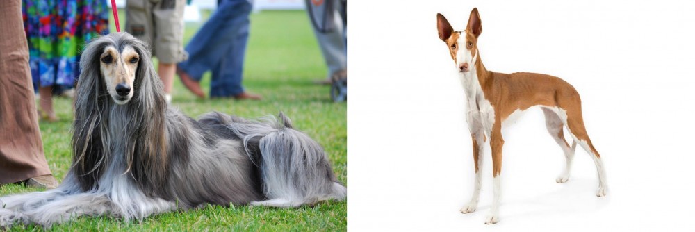Ibizan Hound vs Afghan Hound - Breed Comparison