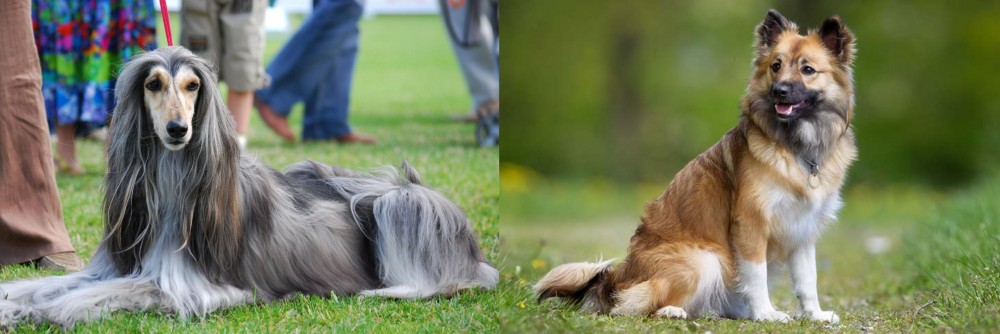 Icelandic Sheepdog vs Afghan Hound - Breed Comparison