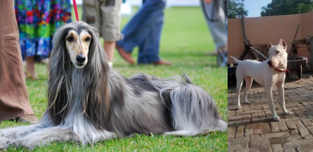 Indian Bull Terrier vs Afghan Hound - Breed Comparison
