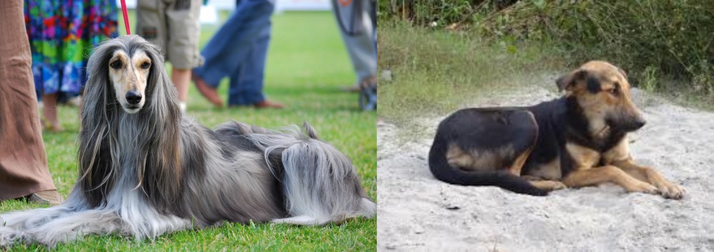 Indian Pariah Dog vs Afghan Hound - Breed Comparison