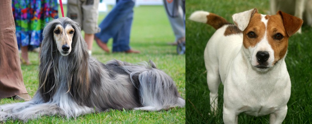 Irish Jack Russell vs Afghan Hound - Breed Comparison