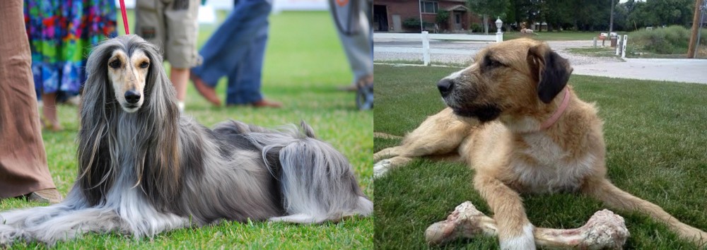 Irish Mastiff Hound vs Afghan Hound - Breed Comparison