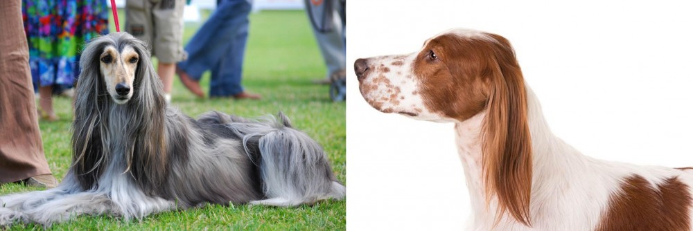 Irish Red and White Setter vs Afghan Hound - Breed Comparison